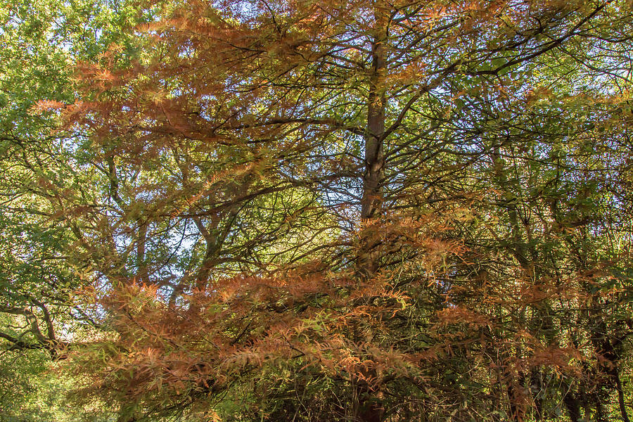 Whetstone Stray Trees Fall 3 Photograph by Edmund Peston