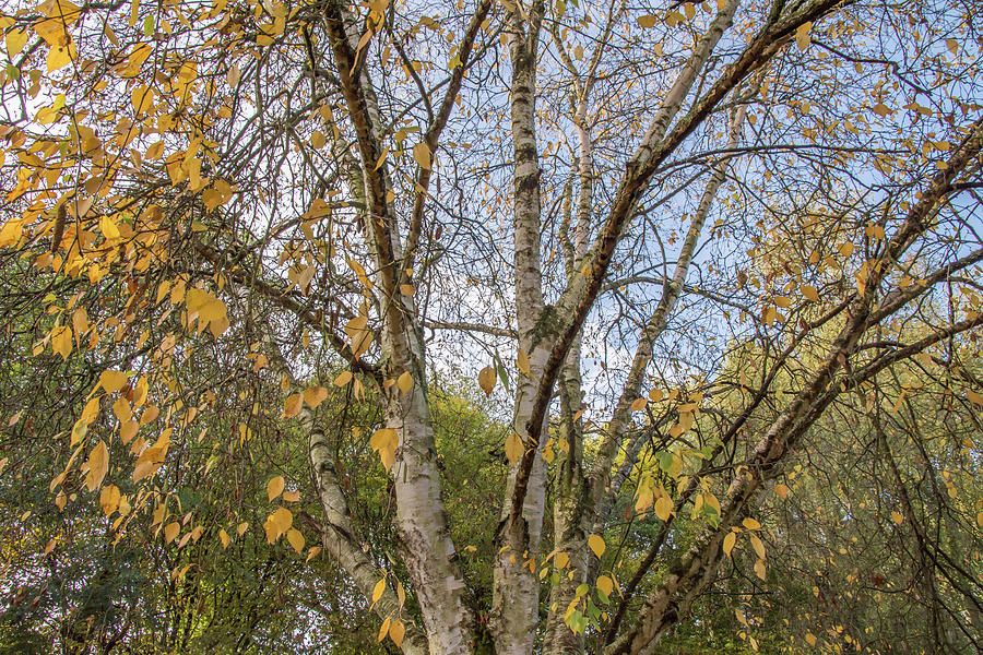 Whetstone Stray Trees Fall 4 Photograph by Edmund Peston