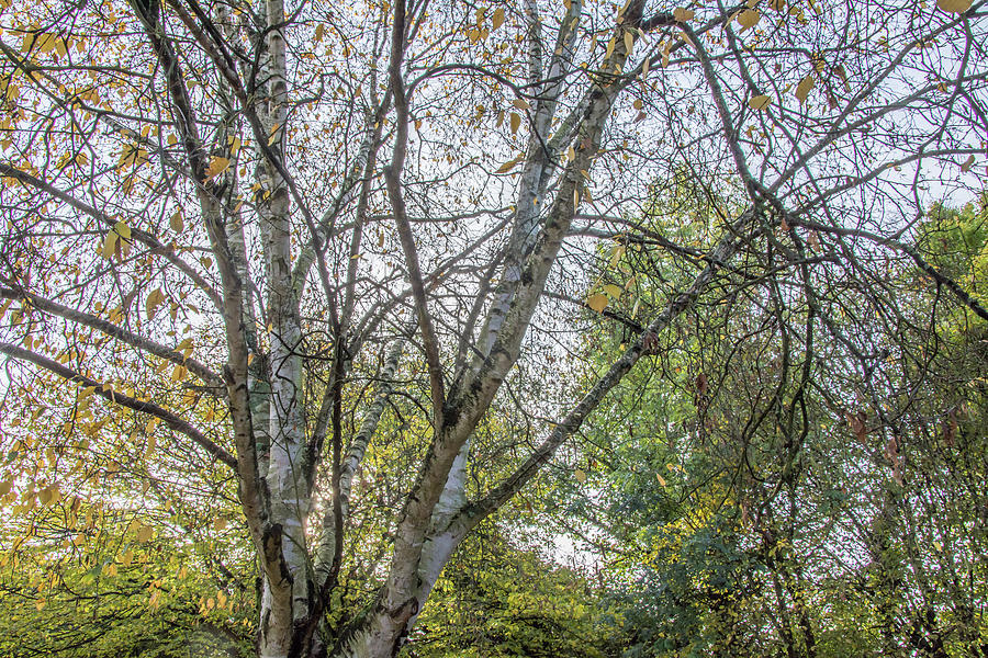 Whetstone Stray Trees Fall 5 Photograph by Edmund Peston