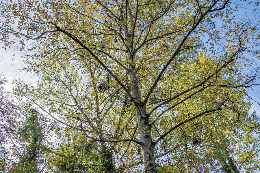 Whetstone Stray Trees Fall 7 Photograph by Edmund Peston