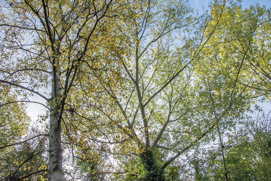 Whetstone Stray Trees Fall 8 Photograph by Edmund Peston