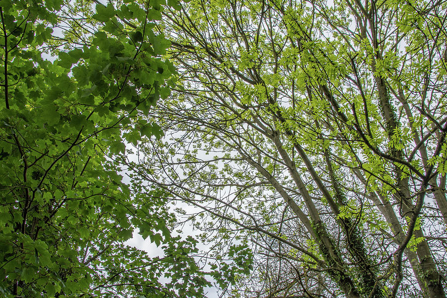 Whetstone Stray Trees Spring 1 Photograph by Edmund Peston