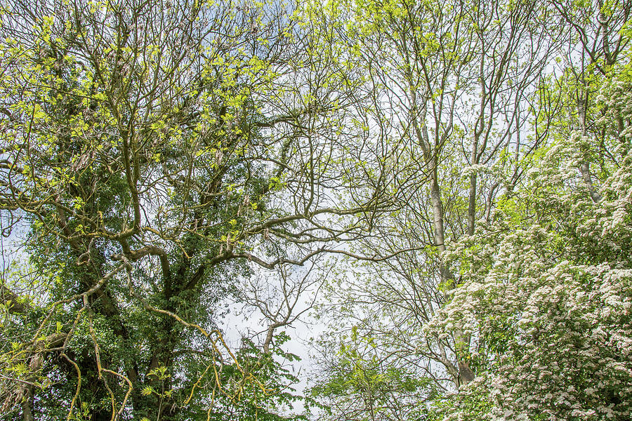 Whetstone Stray Trees Spring 2 Photograph by Edmund Peston