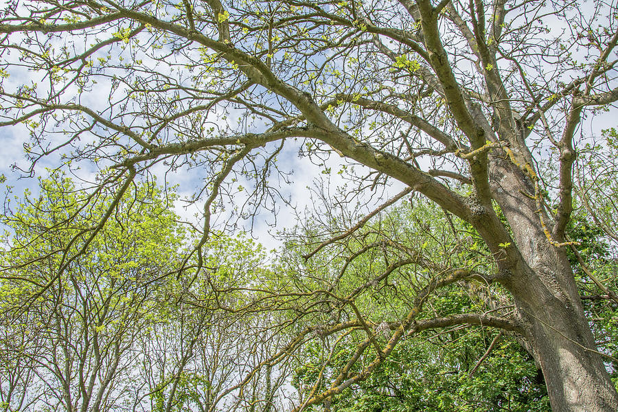 Whetstone Stray Trees Spring 3 Photograph by Edmund Peston