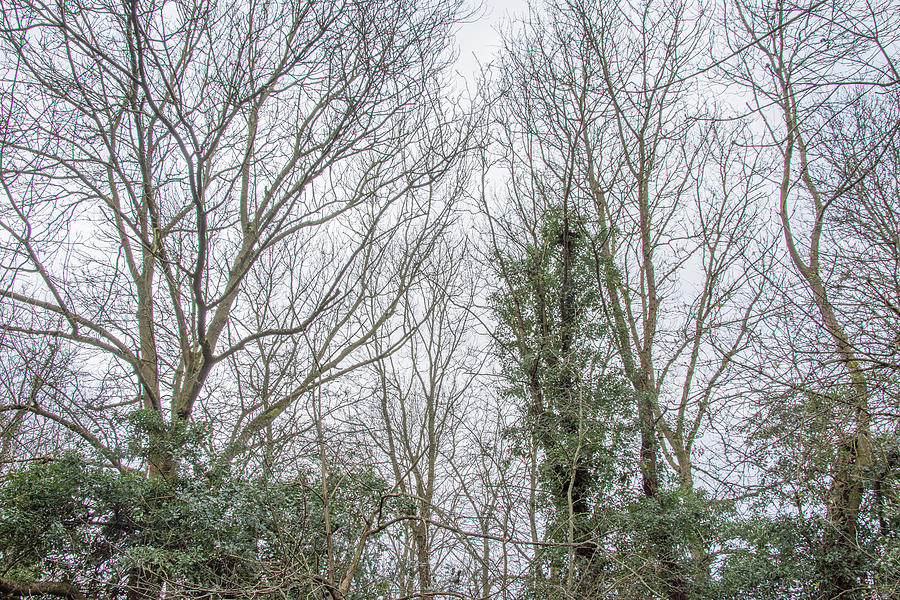Whetstone Stray Trees Winter 1 Photograph by Edmund Peston