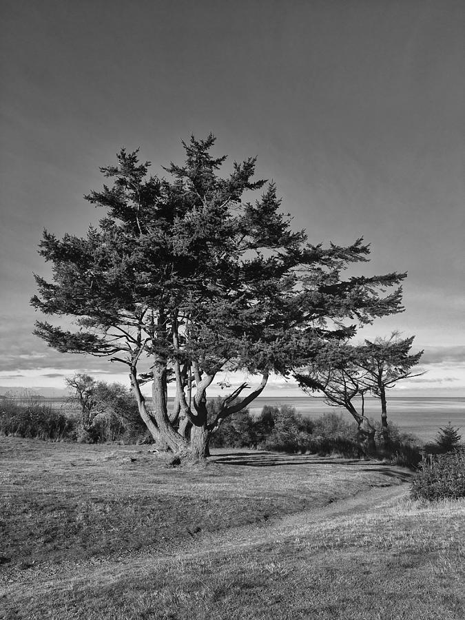 Whidbey Island Tree Photograph by Jerry Abbott