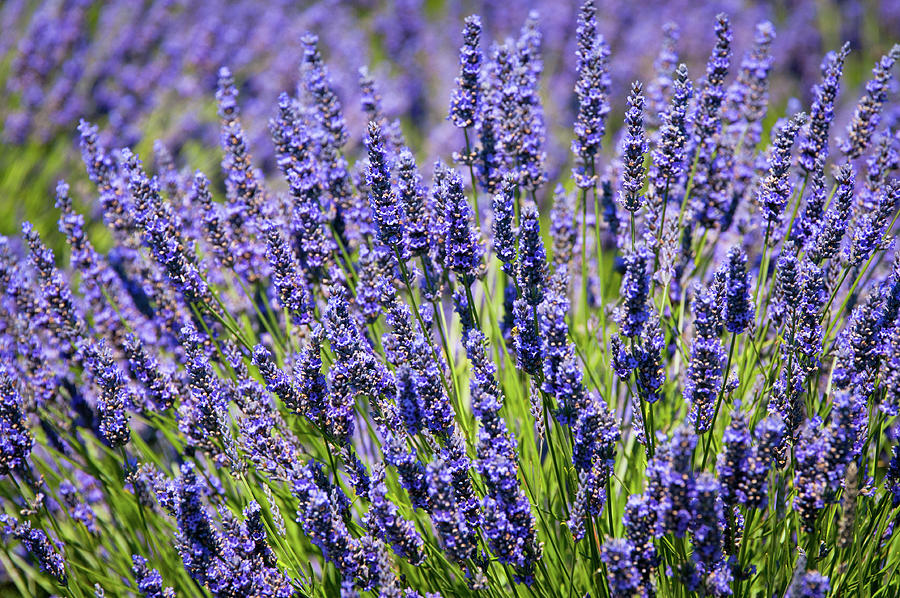 Whidbey Lavender Close-up Photograph by Tara Krauss