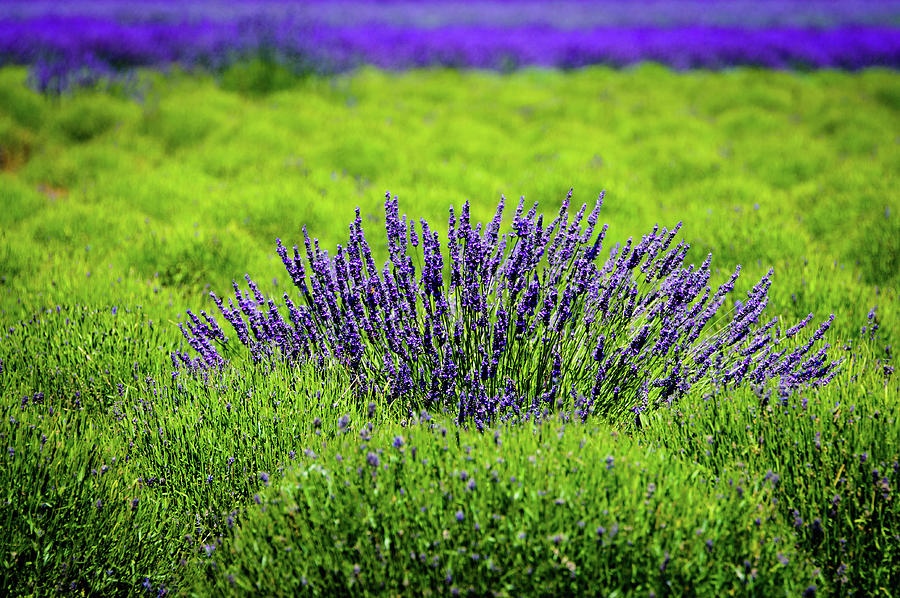 Whidbey Lavender Contrast Photograph by Tara Krauss
