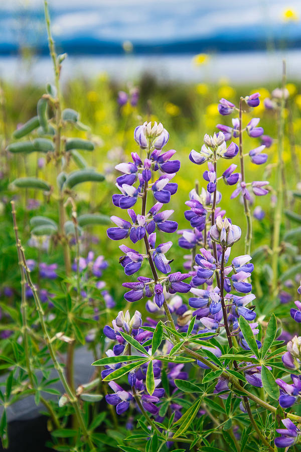 Whidbey Lupine Photograph by Steph Gabler