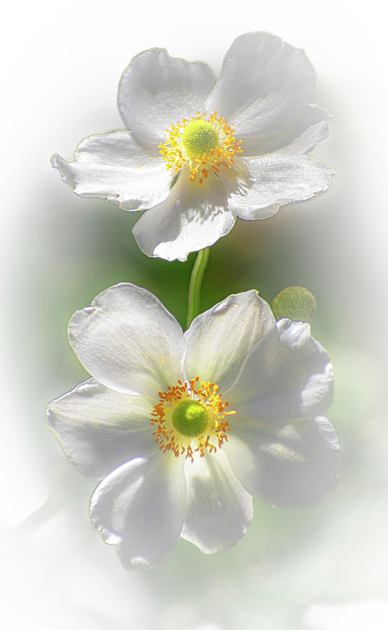 White Anemones Photograph by Len Bomba
