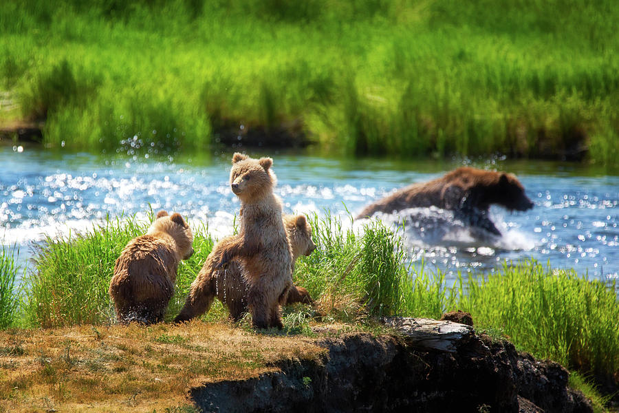 While Mother Grizzly is fishing Photograph by Alex Mironyuk
