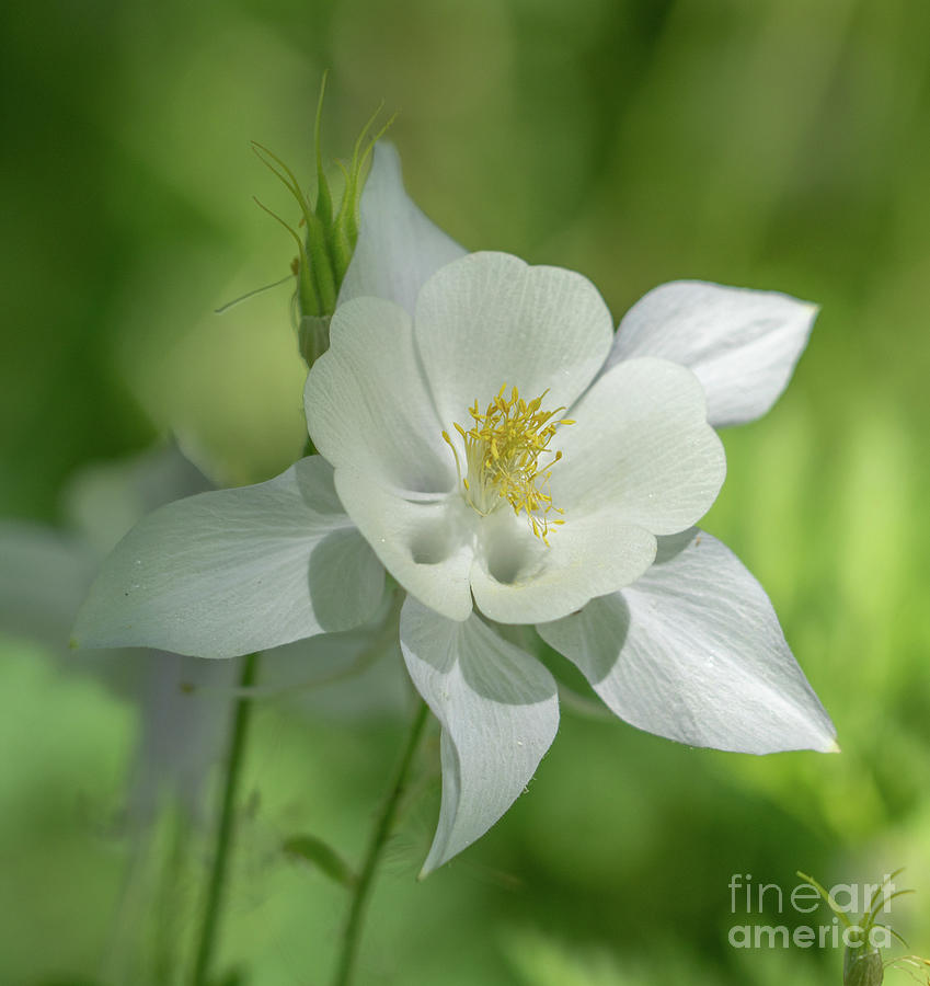 Whilte Columbine in the Woods Photograph by David Dole - Fine Art America