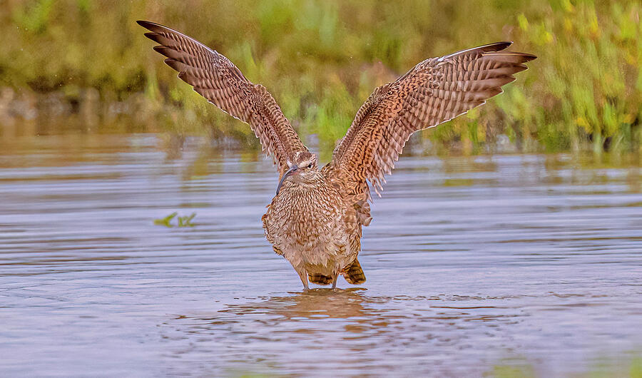 Whimbrel In Water Photograph by Morris Finkelstein - Fine Art America