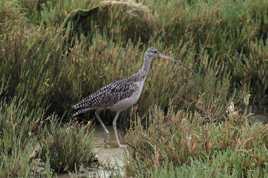 Whimbrel Photograph by Thierry Lach Whimbrel Photograph by Thierry Lach