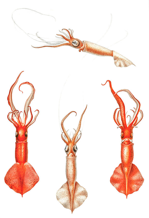 Fish Drawing - Whiplash squid by Mango Art