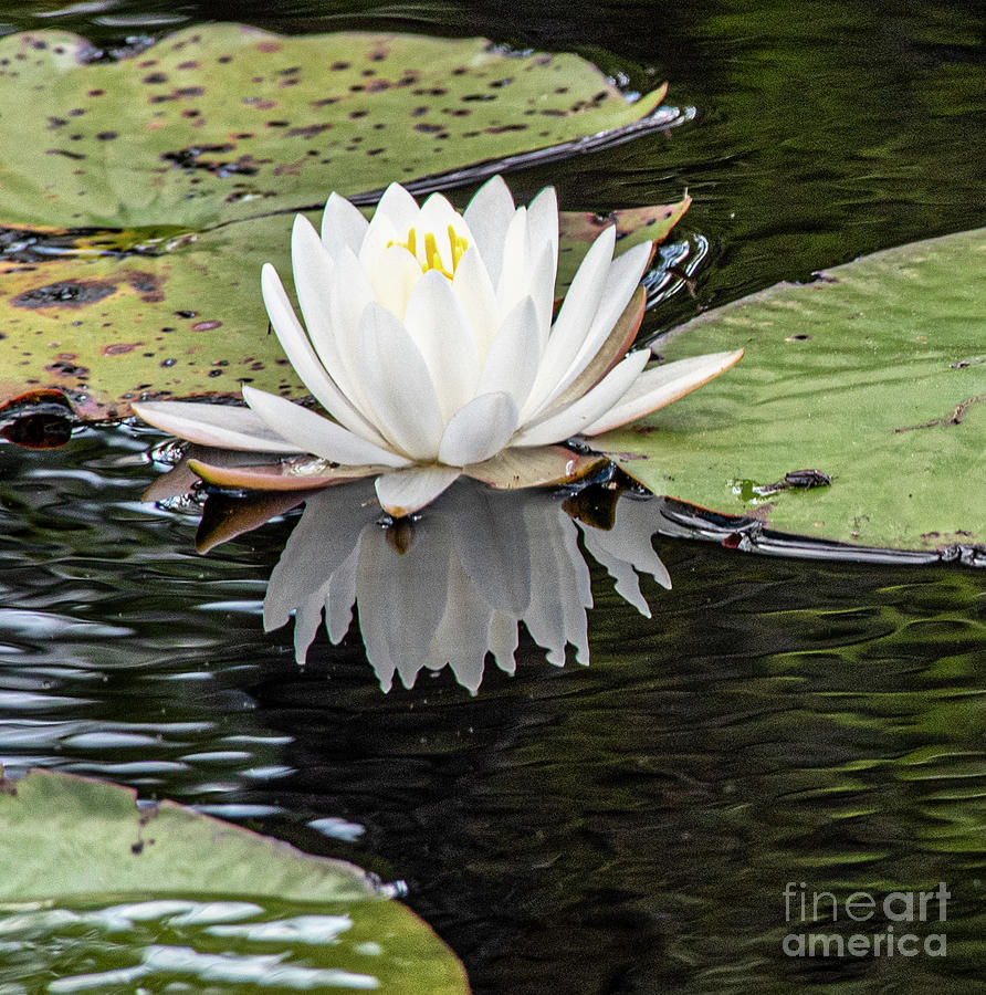 White Blooming Water Lily Photograph by Daniel Hebard