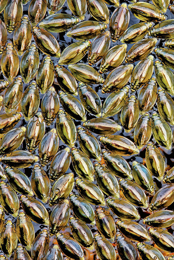 Whirligig Beetles Photograph by Robert Charity