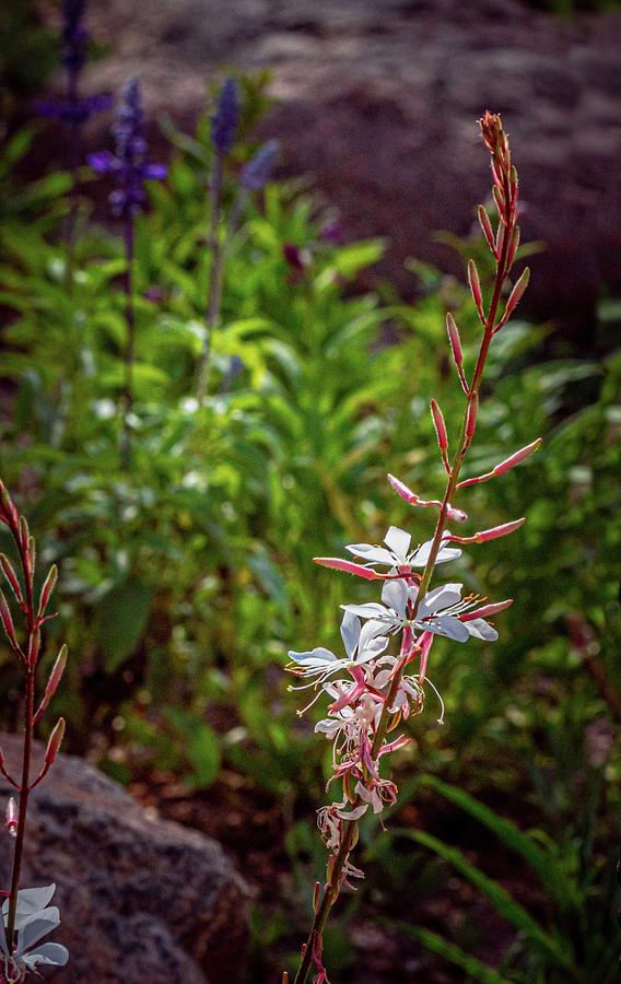 White Flowers Photograph - Whirling Butterflies Gaura by Linda Unger