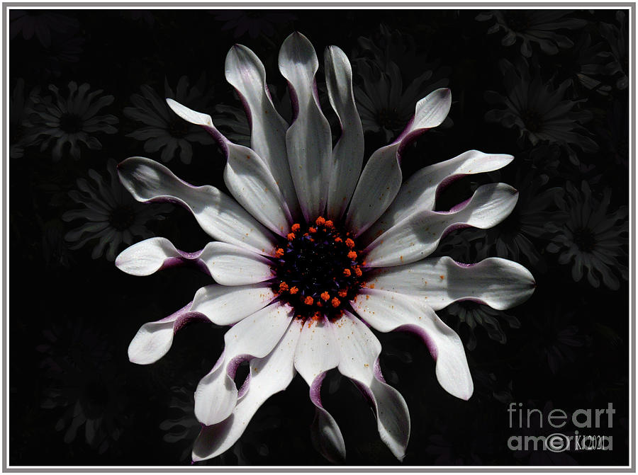 African Daisy Photograph - Whirlygig Daisy - Osteospermum whirlygig by Klaus Jaritz