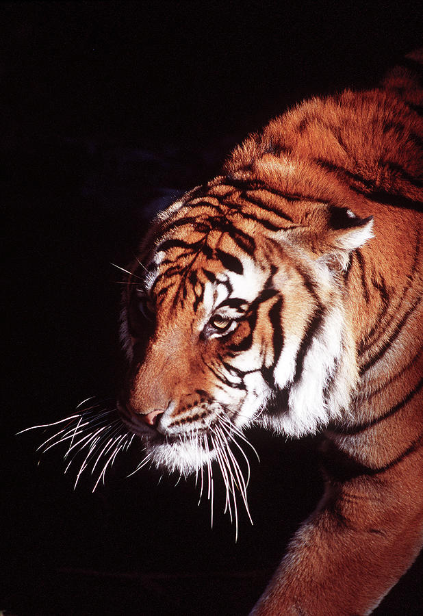 Whiskers Photograph by Engle Meredith Whiskers Photograph by Engle Meredith