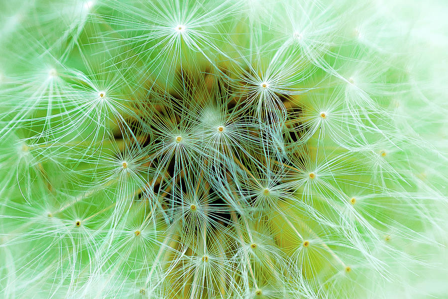 Whisp of a Dandelion Photograph by Onyonet Photo studios