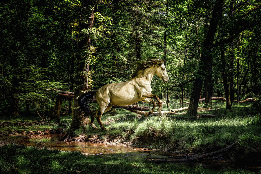 Whisper of a dream - Horse Art Photograph by Lisa Saint