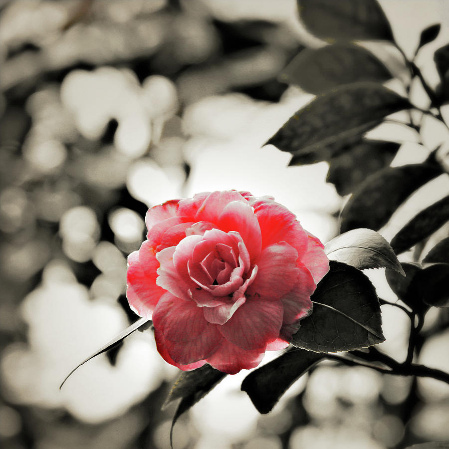 Whisper - Pink Camellia Photograph by Melanie Alexandra Price