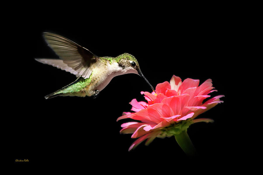 Whispering Hummingbird Photograph by Christina Rollo