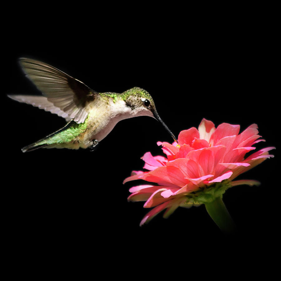 Whispering Hummingbird Square Photograph by Christina Rollo