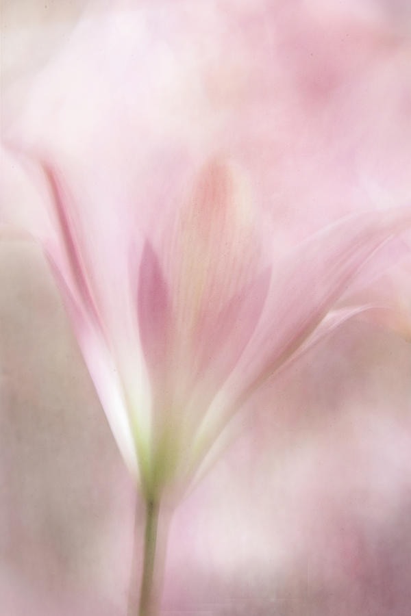 Whispering Lily Digital Art by Terry Davis