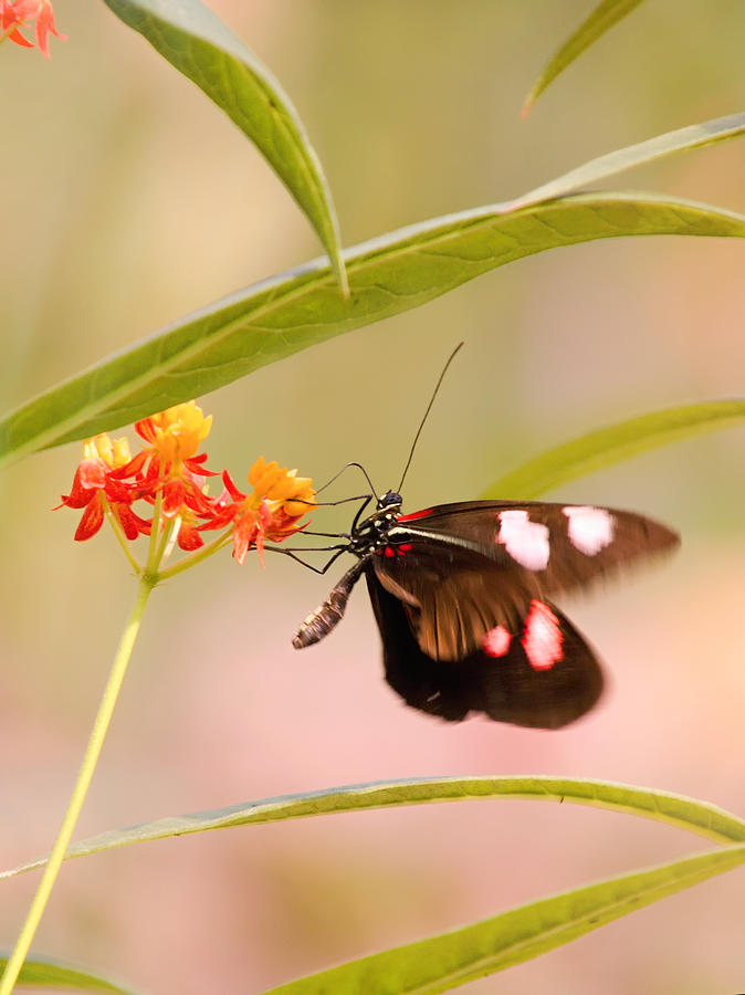Whispering of butterfly wings 12 Photograph by Jaroslav Buna