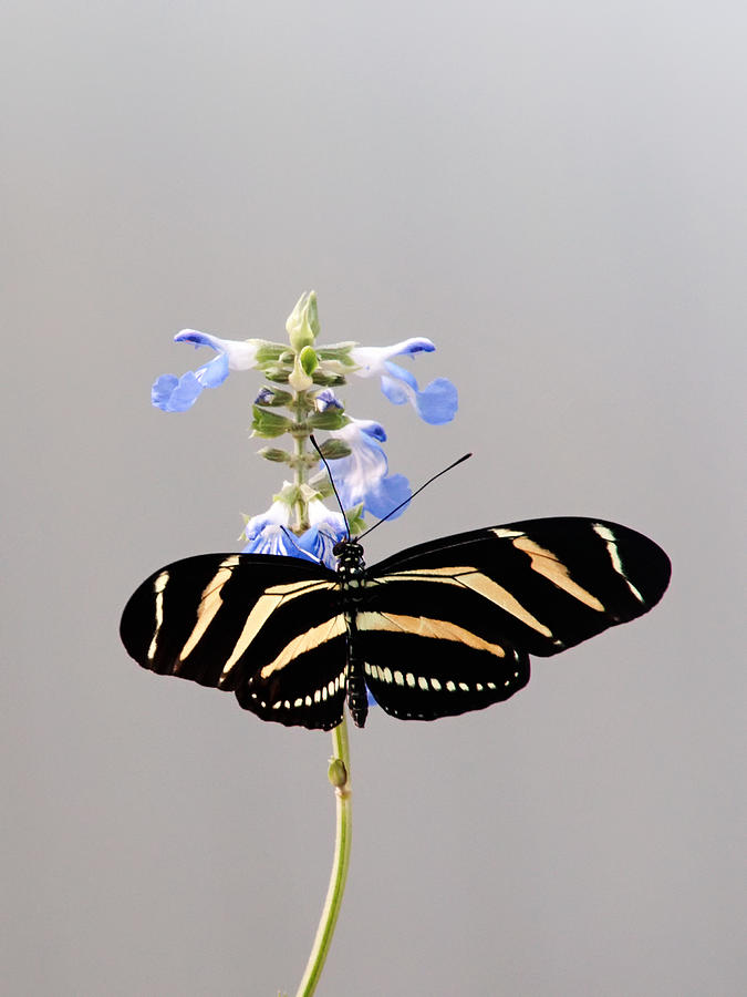 Whispering of butterfly wings 13 Photograph by Jaroslav Buna