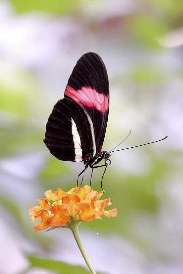 Whispering of butterfly wings 15 Photograph by Jaroslav Buna