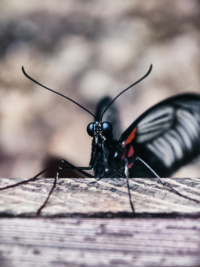 Whispering of butterfly wings 16 Photograph by Jaroslav Buna