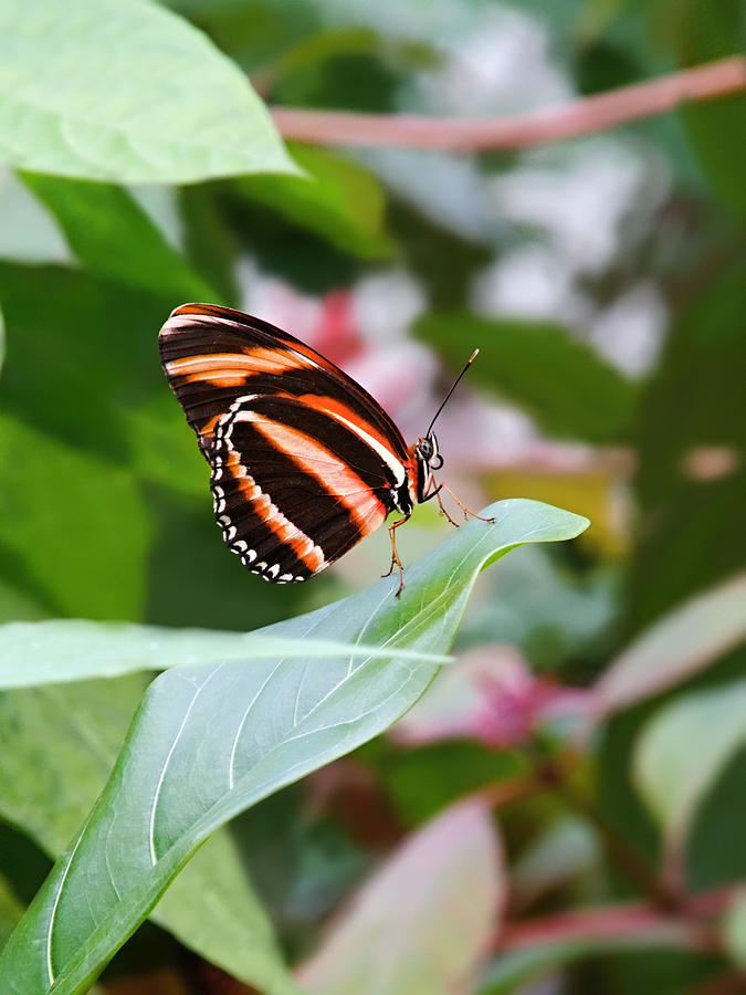 Whispering of butterfly wings 6 Photograph by Jaroslav Buna