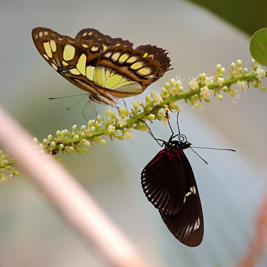 Whispering of butterfly wings 9 Photograph by Jaroslav Buna