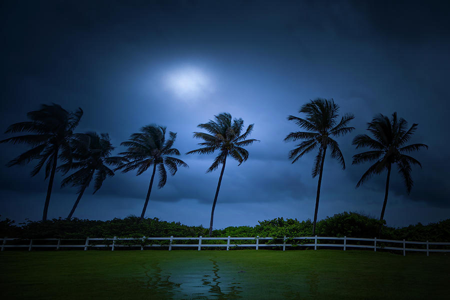 Whispering Palms and Hidden Moons Photograph by Mark Andrew Thomas