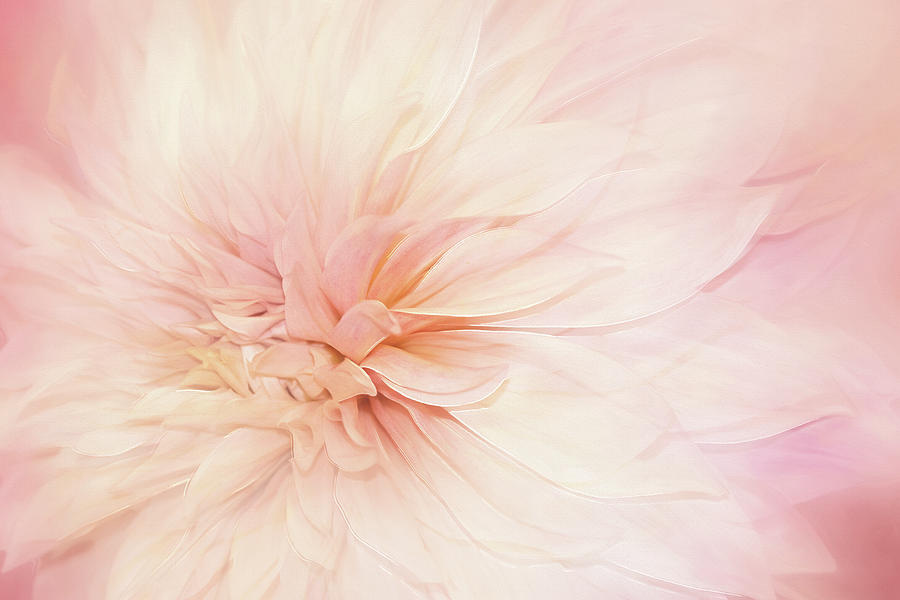 Abstract Digital Art - Whispering Petals by Terry Davis