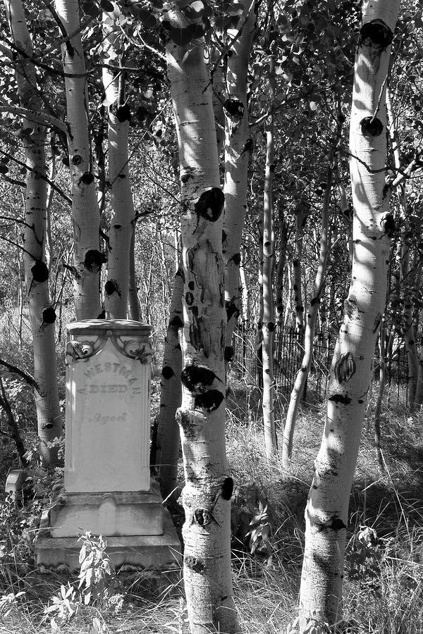 Whispering Trees Cemetery Photograph by Cathy Anderson