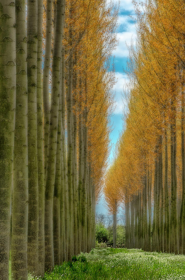 Whispering trees Photograph by Wolfgang Stocker