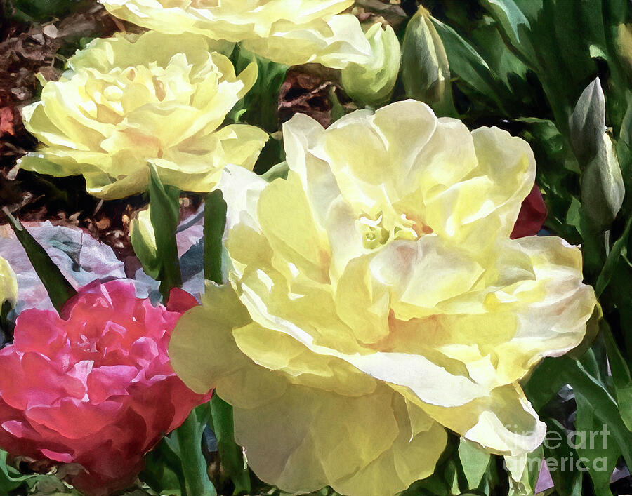 Whispering Tulips Digital Art by Macro Abundance Art Whispering Tulips Digital Art by Macro Abundance Art