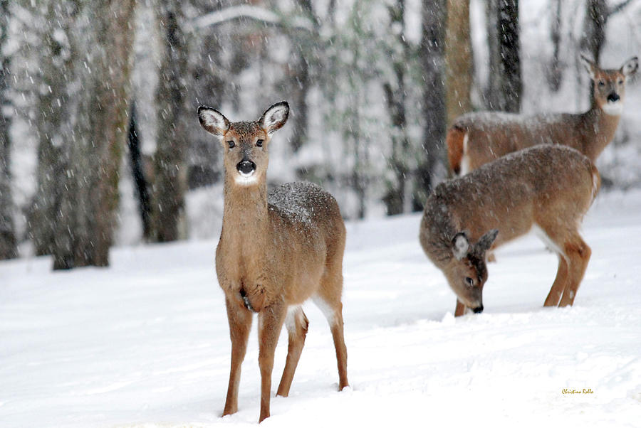Winter Whitetails Photograph by Christina Rollo
