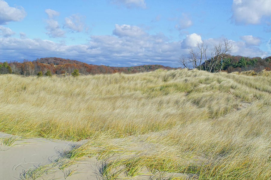 Whispers In The Dune Grass Photograph by Kathi Mirto
