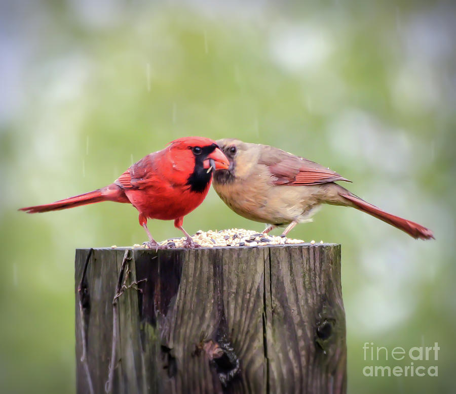 Whispers In The Rain - Male and Female Cardinal Photograph by Kerri Farley