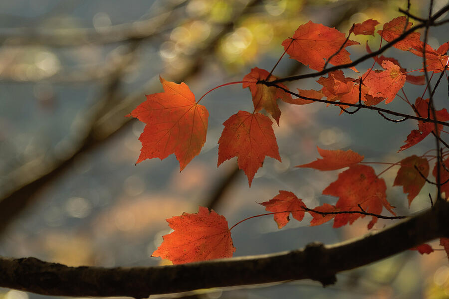Whispers of Autumn Photograph by Dodie Ross Whispers of Autumn Photograph by Dodie Ross