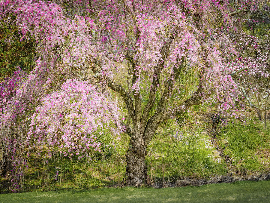 Whispers of Spring Photograph by Dave King Whispers of Spring Photograph by Dave King