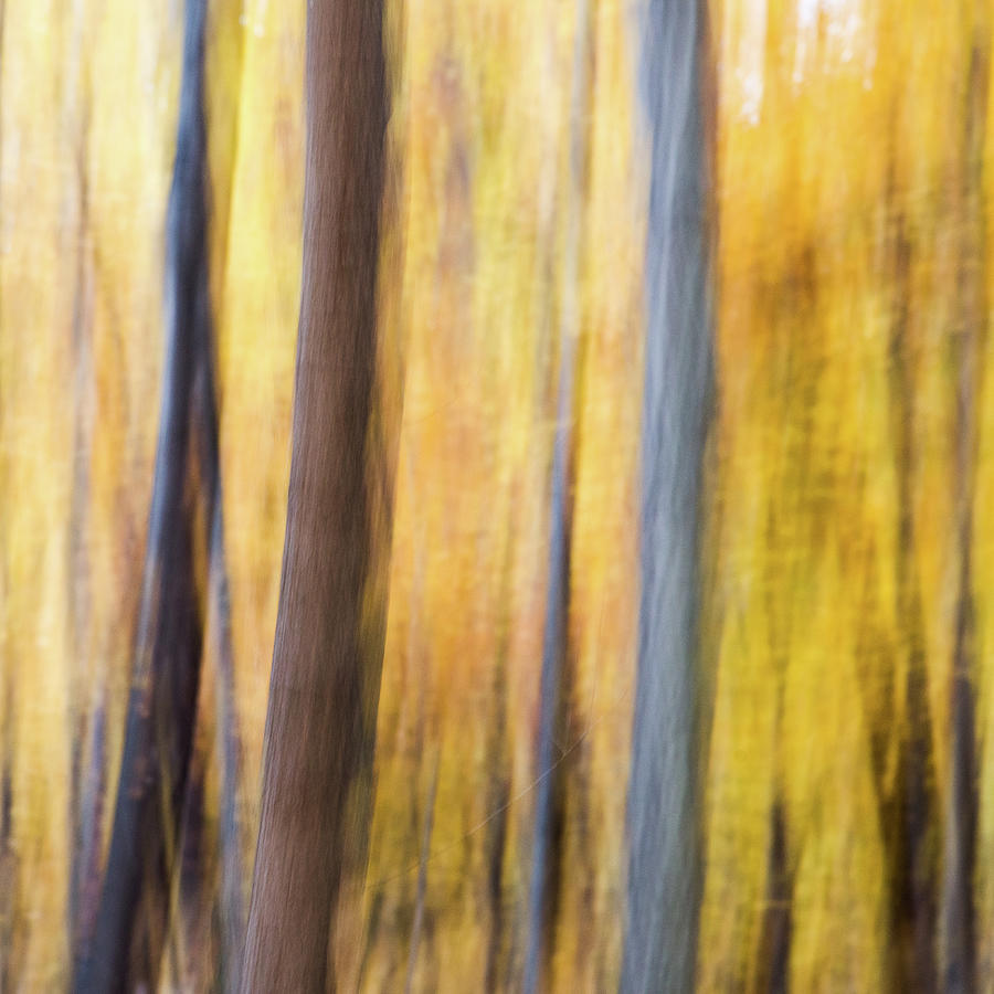 Whispers of the Woodlands Photograph by Shankar Adiseshan Whispers of the Woodlands Photograph by Shankar Adiseshan