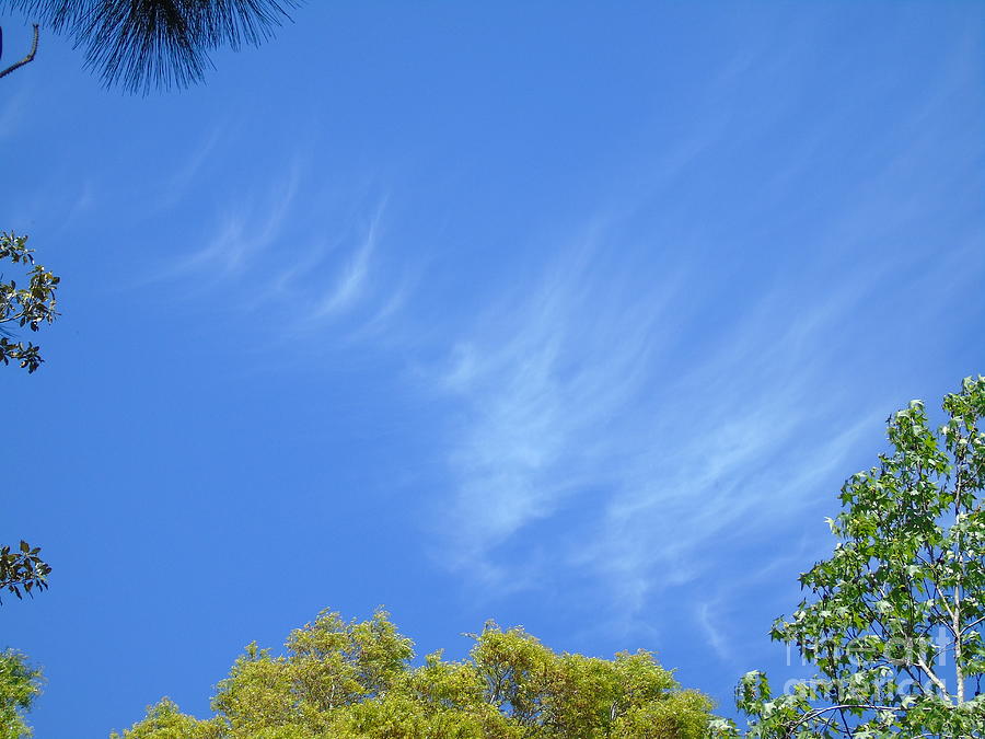 Whispy Clouds On A Spring Day Photograph by D Hackett