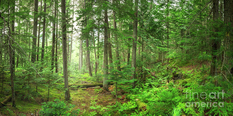 Whistler Canada Mystical Forest Photograph