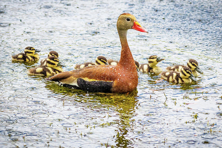 Whistling duck with babies Photograph by Joe Myeress